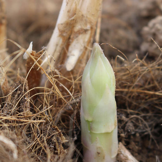 【安心优选】新鲜芦笋 350g   翠绿柔嫩  鲜美可口  无纤维  商品图5