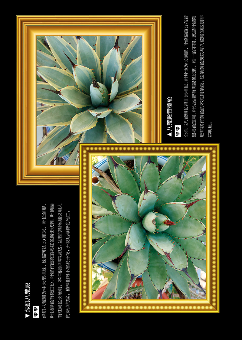 珍稀多肉全图鉴 汉竹 新书多肉植物园艺花卉