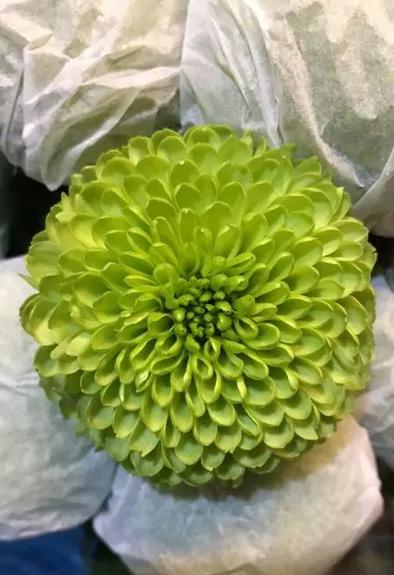 【乒乓菊】绿色 约10枝/扎 商品图4