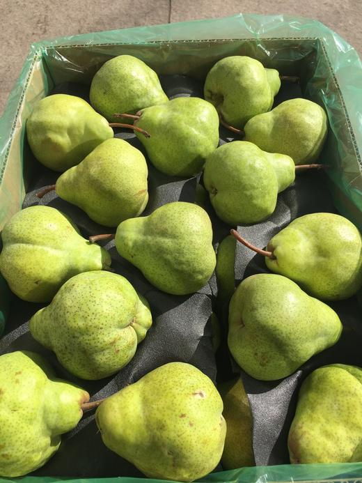 南非大头梨放软食用