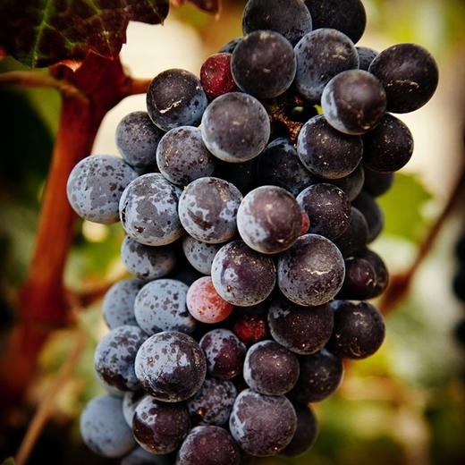 法国吉佳乐世家罗纳谷金与灰葡萄园露迪山麓法定产区干红葡萄酒2017E. Guigal Cote Rotie Brune et Blonde de Guigal, Rhone, France 商品图2