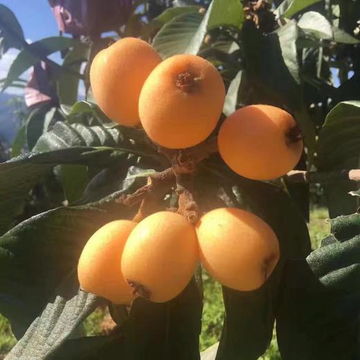 五角星枇杷 1件/12串约5斤  圆润清香 商品图7