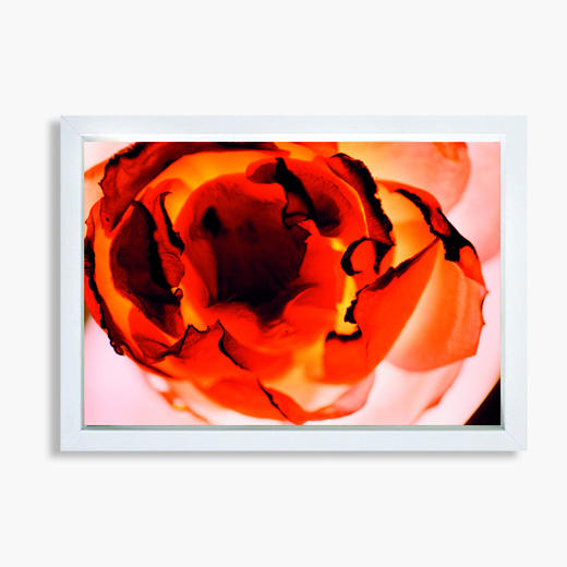 王小慧花之灵摄影装饰画018