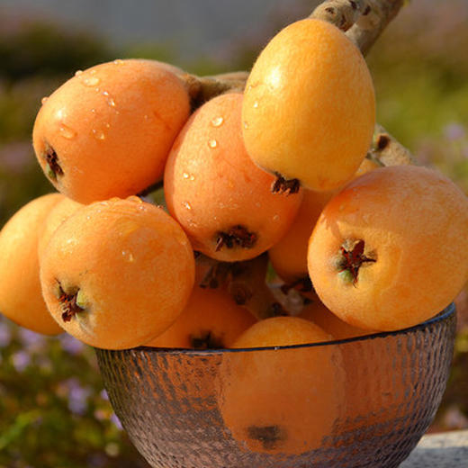 五角星枇杷 1件/12串约5斤  圆润清香 商品图4