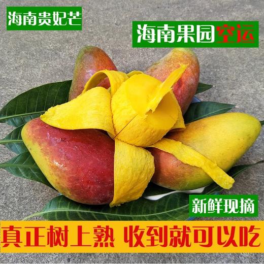 【顺丰】海南树上熟贵妃芒果到果直接可以吃红金龙熟果海南直发4-8斤包邮 商品图0