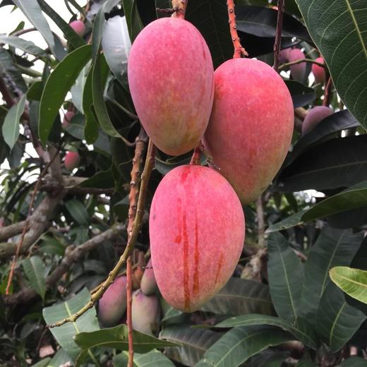 【顺丰】海南树上熟贵妃芒果到果直接可以吃红金龙熟果海南直发4-8斤包邮 商品图5