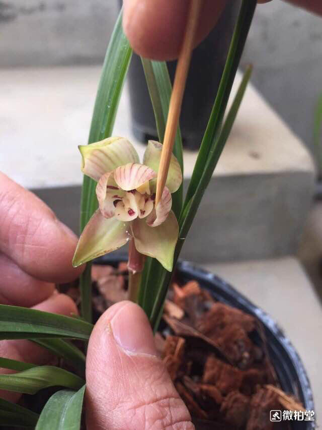 春兰 红塔宝鼎 红色六瓣荷