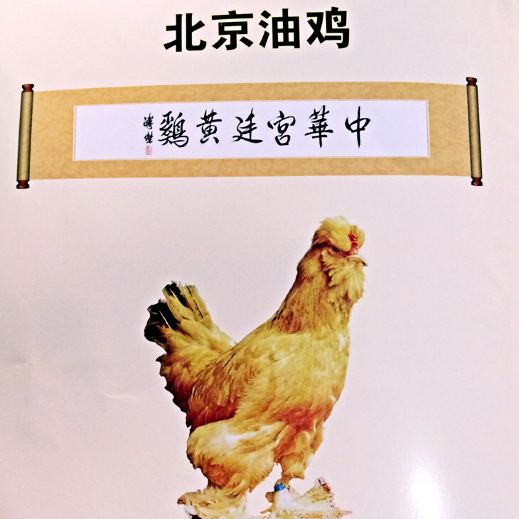 油鸡母鸡～鸡中贵族～煲汤尚品～