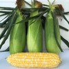 云南水果玉米特产新鲜水果玉米甜玉米棒蔬菜鲜嫩可以生吃现砍农家玉米5斤8斤特惠包邮 商品缩略图1
