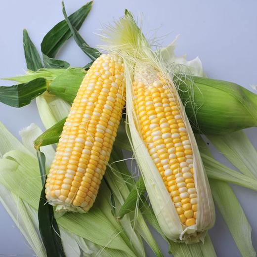 云南水果玉米特产新鲜水果玉米甜玉米棒蔬菜鲜嫩可以生吃现砍农家玉米5斤8斤特惠包邮 商品图4