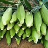 云南水果玉米特产新鲜水果玉米甜玉米棒蔬菜鲜嫩可以生吃现砍农家玉米5斤8斤特惠包邮 商品缩略图6