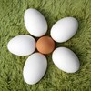 跑山慢养大鹅蛋 商品缩略图0