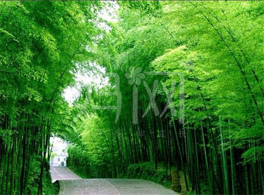 【妈网旅游】4.2号常州溧阳南山竹海一日游 — 开春一起去挖春笋吧！千灯大唐花苑发车途径前进路科博馆 商品图1