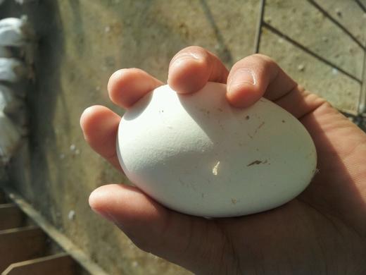 跑山慢养大鹅蛋 商品图2