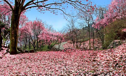 九皇山辛夷花 一年一度 九皇山辛夷花节 完美盛开 等你来撩 觅趣小镇 九皇山辛夷花 一年一度 九皇山辛夷花节 完美盛开 等你来撩 觅趣小镇