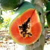 雷州特产树上熟冰糖木瓜时令新鲜水果夏威夷红心木瓜牛奶营养5斤包邮 商品缩略图2