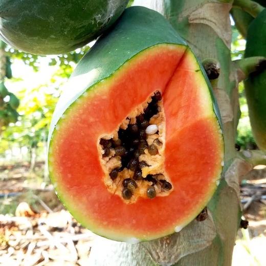 雷州特产树上熟冰糖木瓜时令新鲜水果夏威夷红心木瓜牛奶营养5斤包邮 商品图2