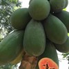 雷州特产树上熟冰糖木瓜时令新鲜水果夏威夷红心木瓜牛奶营养5斤包邮 商品缩略图7