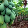 雷州特产树上熟冰糖木瓜时令新鲜水果夏威夷红心木瓜牛奶营养5斤包邮 商品缩略图8