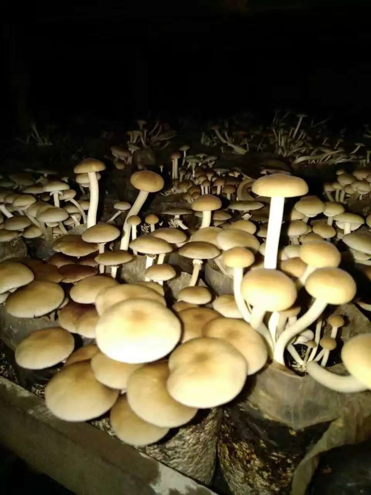 不过,现在的茶树菇基本上都是大棚种植了,因为这样更利于它的生长.