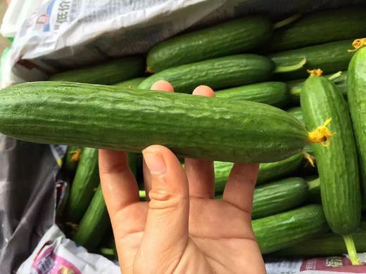 【宏丰精选】水果小黄瓜 清爽可口 可直接生吃  活动价8.8一斤 商品图9