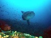 夏日巴厘岛考证升级潜水团：图蓝本&蓝梦岛 商品缩略图0