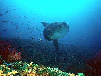 夏日巴厘岛考证升级潜水团：图蓝本&蓝梦岛 商品图0