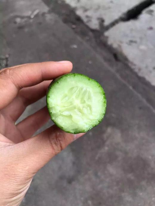 【宏丰精选】水果小黄瓜 清爽可口 可直接生吃  活动价8.8一斤 商品图11