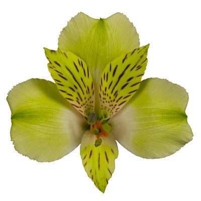 【进口六出花】黄色  5枝 商品图1