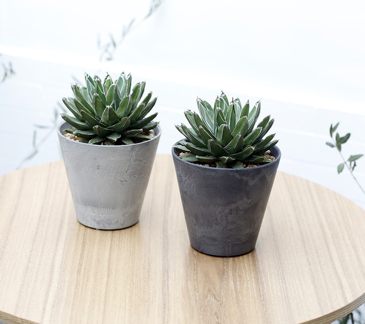 维多利亚女王龙舌兰