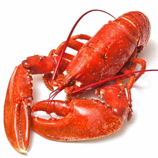 加拿大王子岛龙虾 375g/只 - 优品悦动生鲜