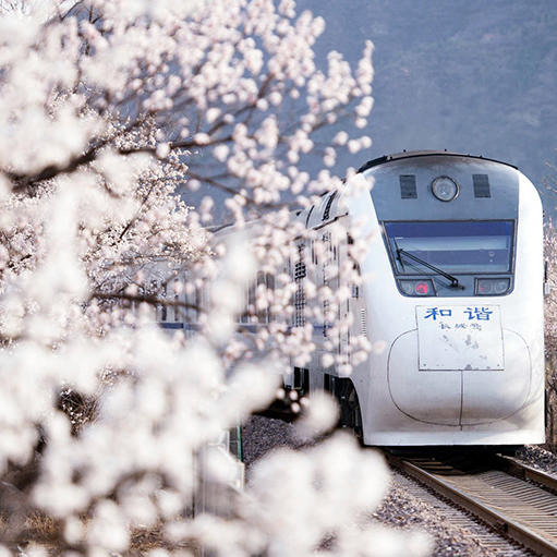周三/清明1天【花海列车68元】开往春天的列车の枝花正盛-春光正好-长城内外-分外妖娆-居庸关长城 商品图5