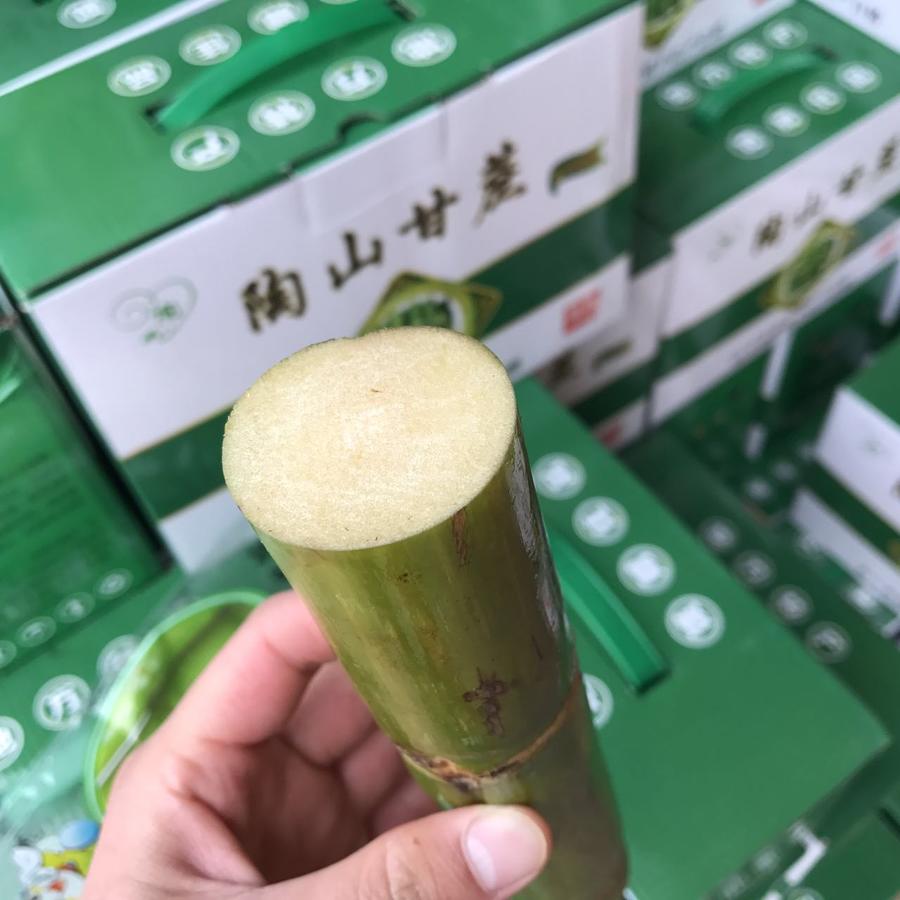 【陶山甘蔗·又稱果蔗】口感鬆脆,清甜,皮薄,多汁97甘蔗到處都能