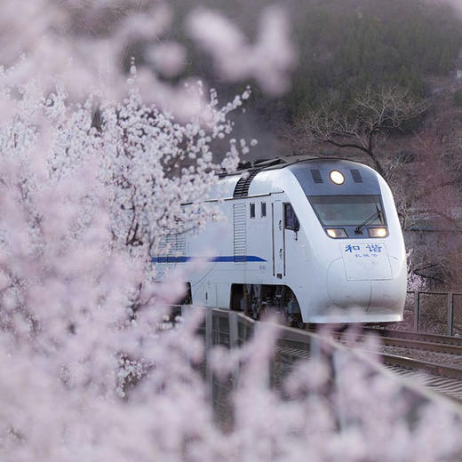 周三/清明1天【花海列车68元】开往春天的列车の枝花正盛-春光正好-长城内外-分外妖娆-居庸关长城 商品图4