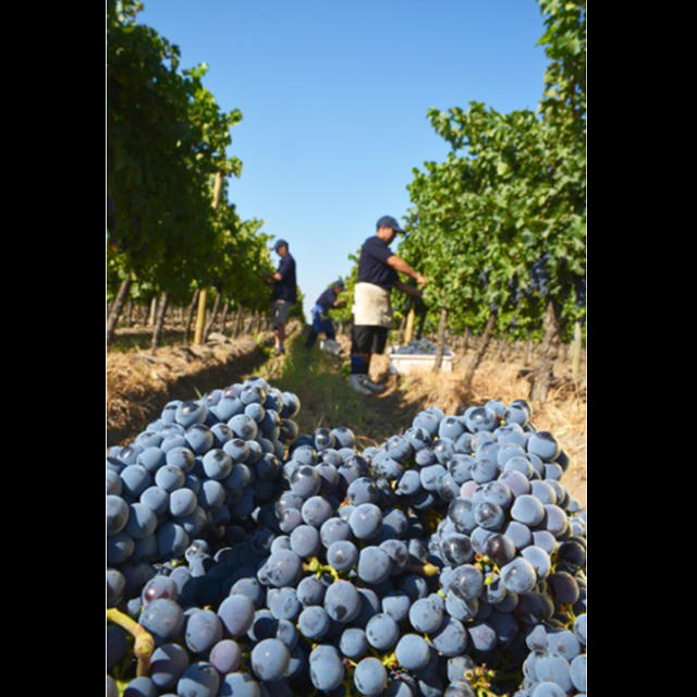 【智利】蒂兰庄窖藏赤霞珠干红葡萄酒2014 kidia gran reserva