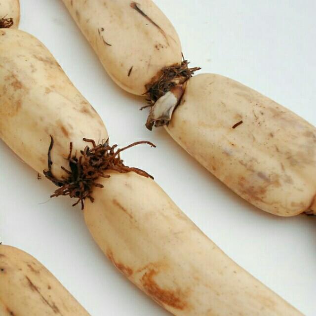 莲藕,莲菜头,2.5元/斤