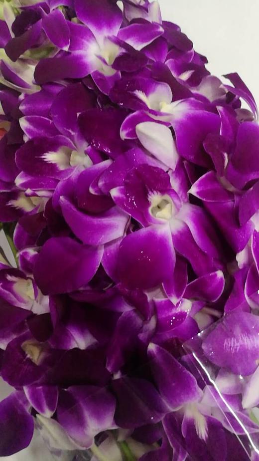 每日福利泰国进口紫洋兰多规格可选