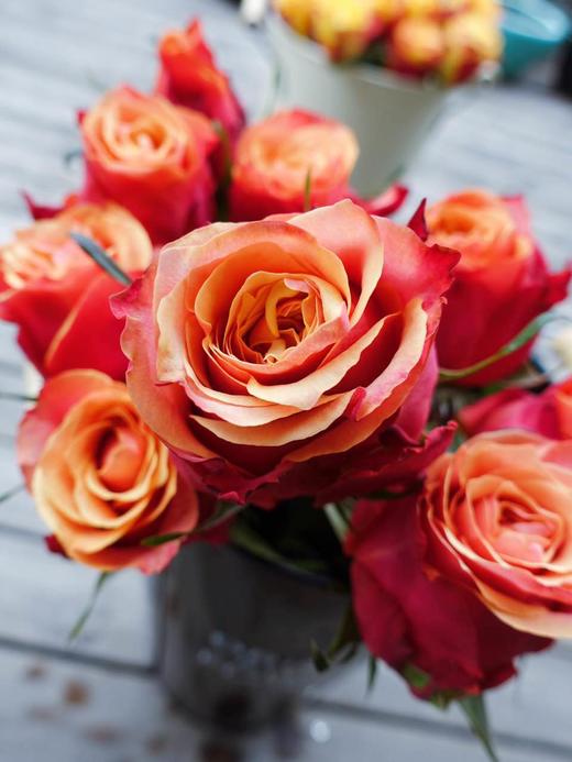 特惠无售后肯尼亚进口单头玫瑰樱桃白兰地10枝