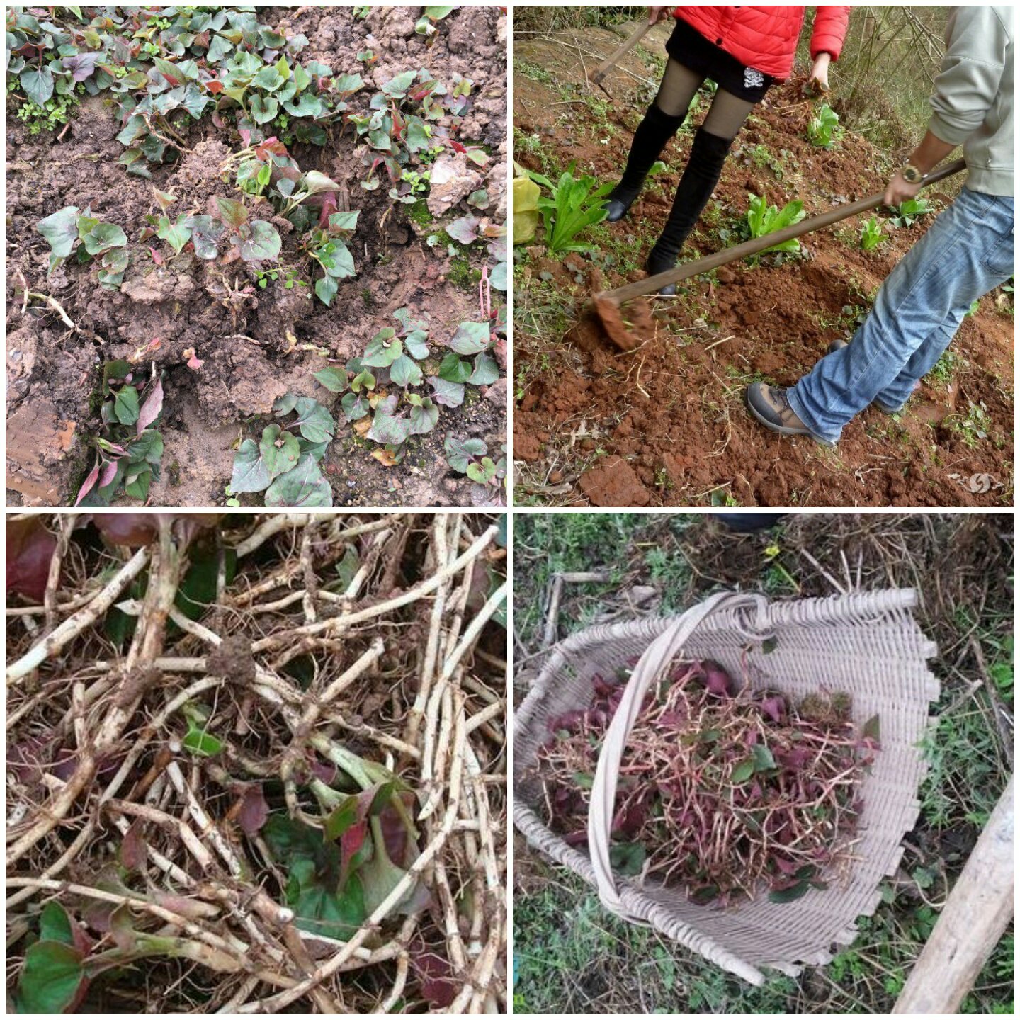 新鮮野生折耳根 現挖現發 張家界桑植特產 五斤包郵