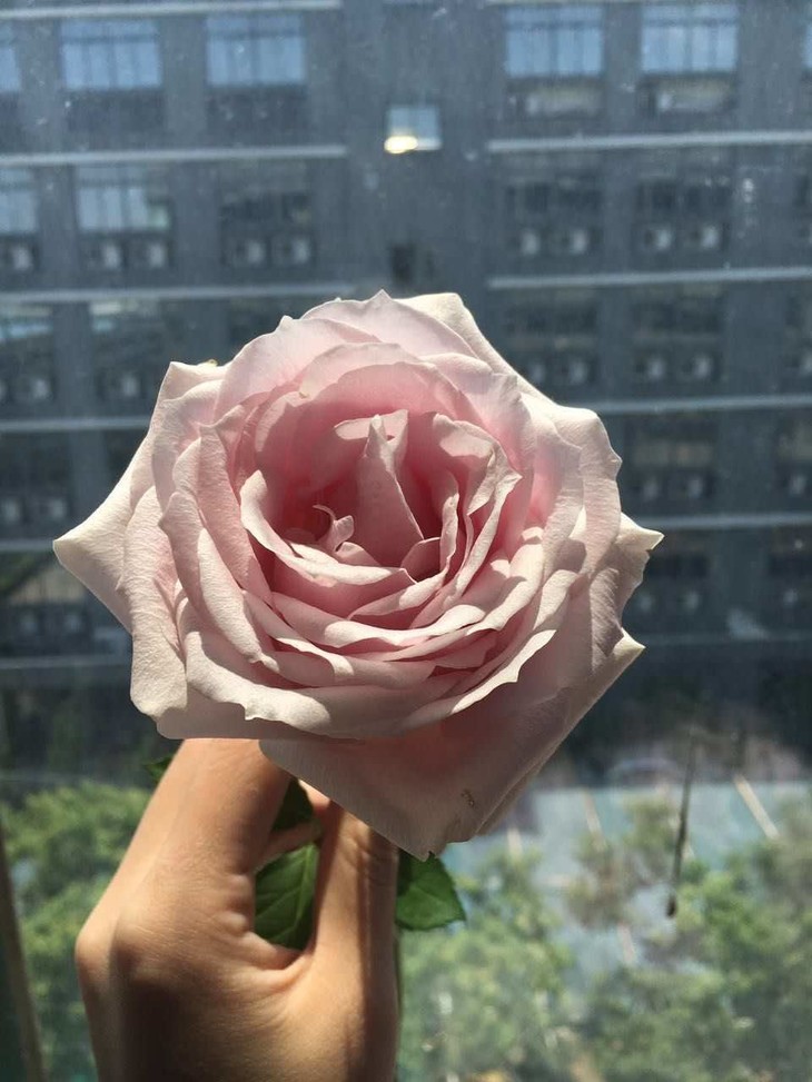 团购3人团399元起荷冠玫瑰10枝4个品种任选广东省内包邮其他区域加10