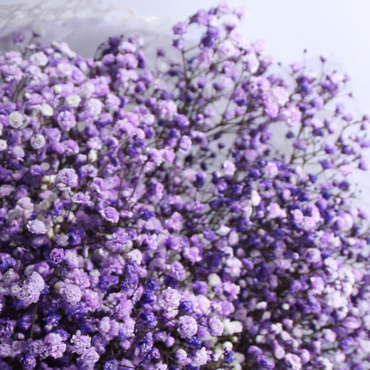 花音集设计师款紫色小星星 商品图1