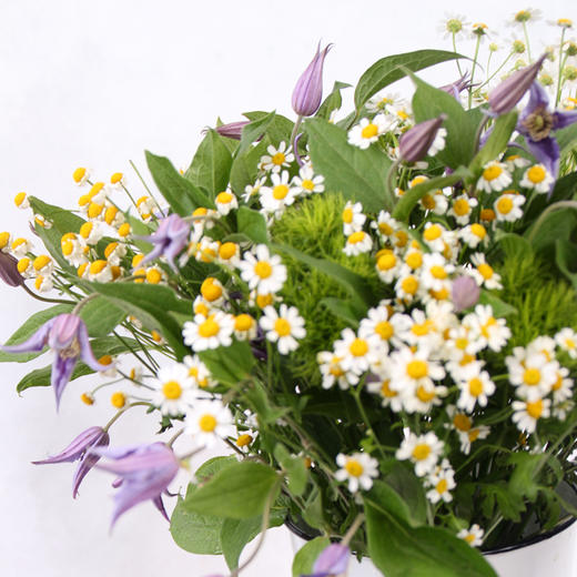 花音集【四月▪草季】之▪《坂本龙一》 商品图3