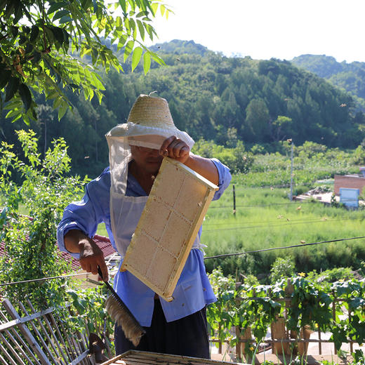 【包邮】密云山区天然巢蜜  农家野生土蜂蜜  巢蜜   250g 商品图1