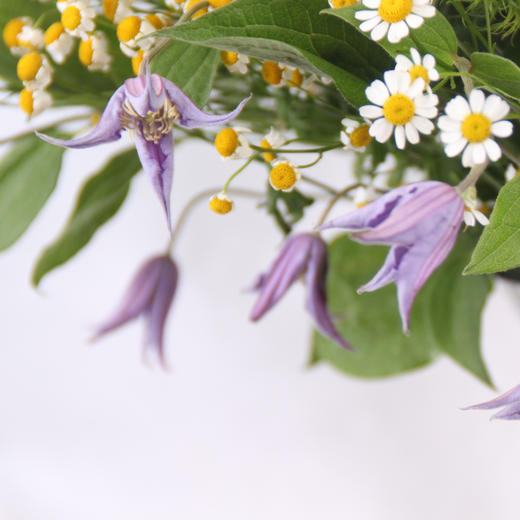 花音集【四月▪草季】之▪《坂本龙一》 商品图1