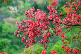 【云台百亩】映山红 富阳山谷杜鹃林