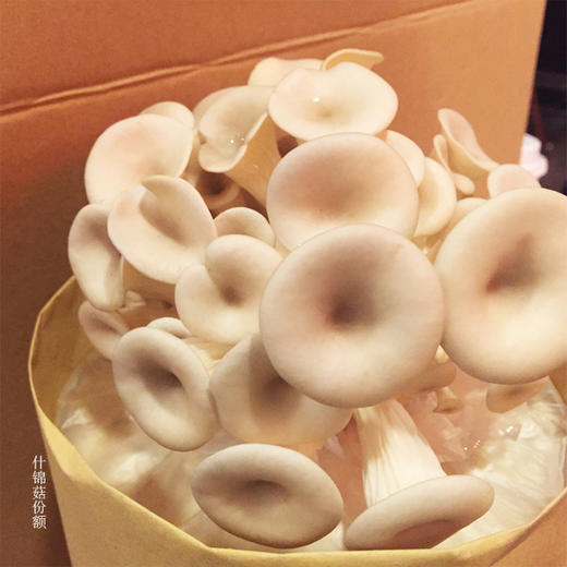 绿家自产 | 什锦菇、豆腐、豆芽份额 *Self-production| Share of eco-miscellaneous Mushroom, Tofu & mung bean sprouts 商品图3