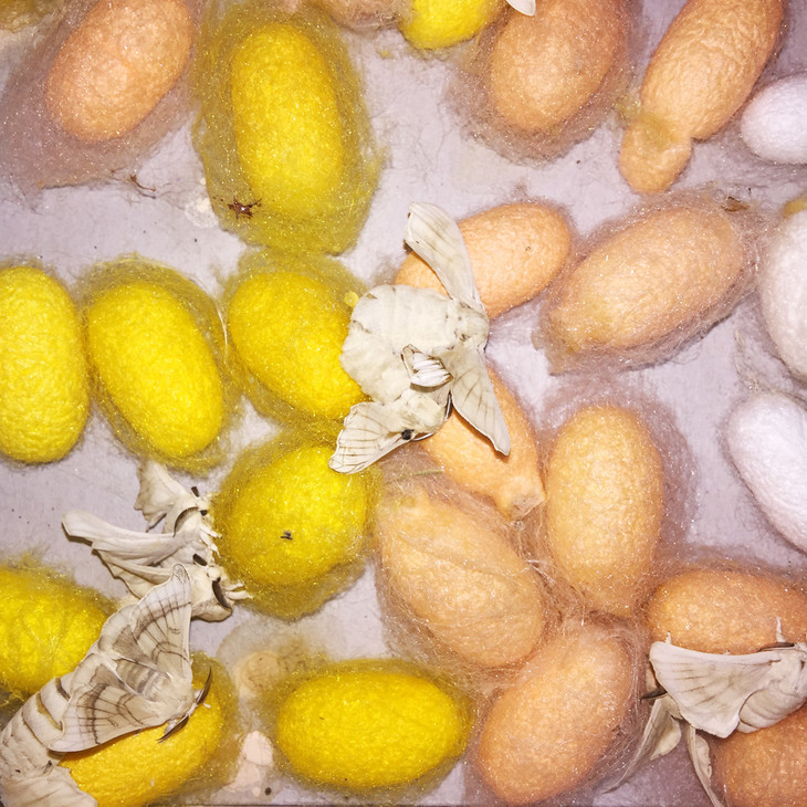 桑蚕合作社开发的这个不同颜色的品种,都是无色素无激素健康原生态