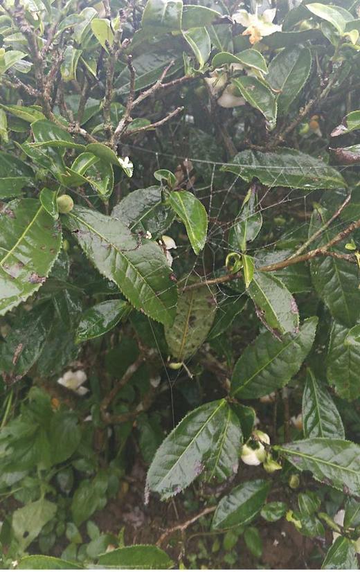 [第23期]方守龙2017年大树春水（福鼎白茶 | 生机勃勃饱含沧桑） 商品图0