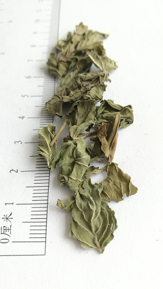 中药标本-薄荷 - 厚朴中医