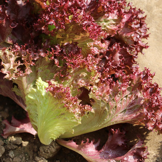 农家紫叶生菜  每日现摘   叶质脆嫩  口感微苦  适合做沙拉 300g 商品图1